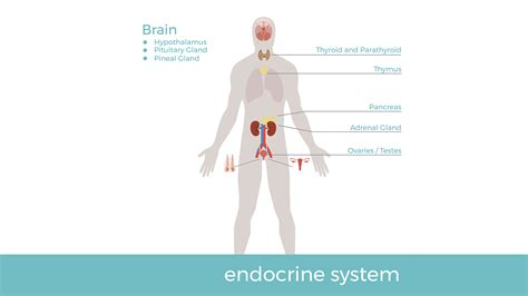 Get To Know Your Endocrine System To Balance Hormones Natural Bio