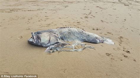 Massive Mystery Sea Creature Washes Up On Queensland Beach Daily Mail
