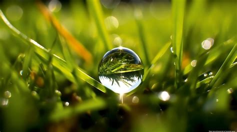 Premium Ai Image Dew Drop On A Blade Of Green Grass