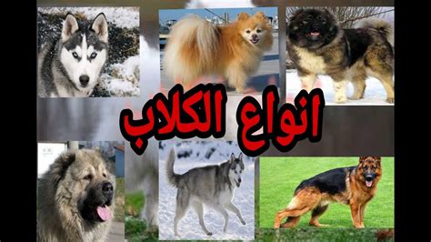 اغلب انواع الكلاب الشائعه مع الصور و الأسماء والأسعار والتفاصيل Youtube