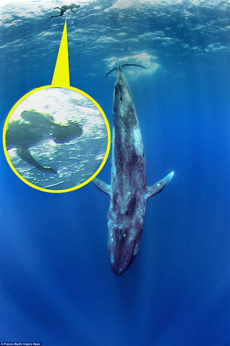 Whale of a time phrase. Photographer Franco Banfi captures images as he free dives ...