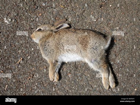 Dead Baby Young Rabbit Kit Stock Photo Alamy