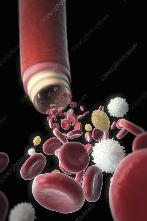 Blood Vessel With Cells Artwork Stock Image C0204855 Science