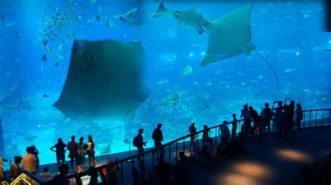 Sea Aquarium Sentosa Island Singapore