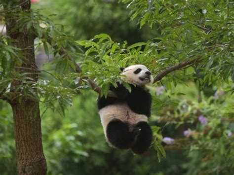 Chinas Wild Panda Numbers Have Increased By 17 Since 2003 New Census