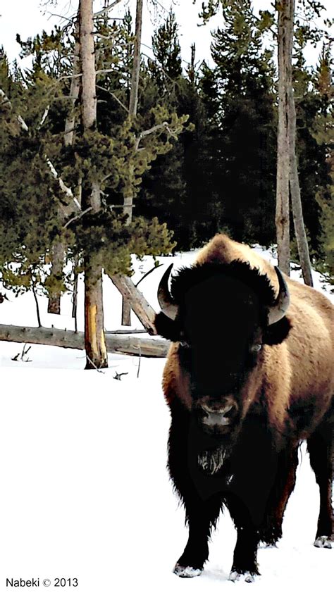 Yellowstone Bison2013 Endangered Species Endangered Yellowstone