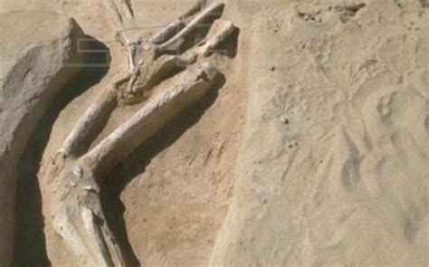 Los Restos Humanos Más Antiguos De Australia Se Enterrarán En Tierra