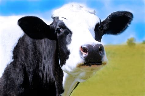 Fotos Gratis En Blanco Y Negro Animal Pastar Pasto Ganado Carne