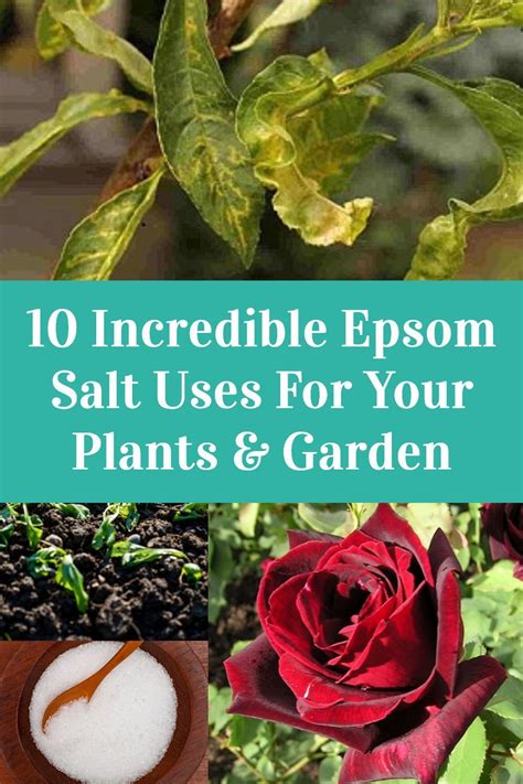 10 Incredible Epsom Salt Uses For Your Plants And Garden Organic