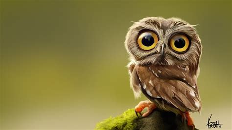 Cutest Little Owl Youtube