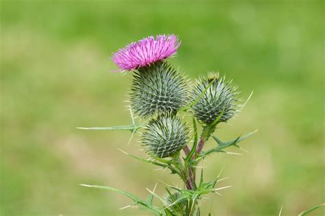 Bull Thistle Removal How To Get Rid Of Bull Thistle Weeds
