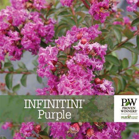 Infinitini Purple Lagerstroemia Benchcard Spring Meadow Nursery