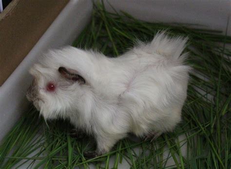 Green Chic My Himalayan Guinea Pig With Abbysinian Rosettes
