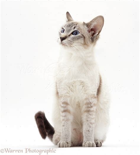 The face features stripes around the eyes and nose and along the cheeks. Lilac-point Siamese cat sitting photo - WP10913