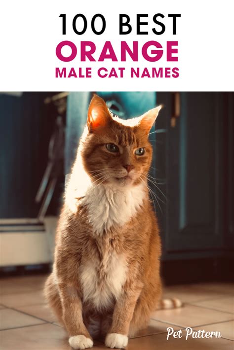 Unique And Playful Names For Your Orange Male Cat