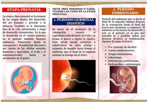 Triptico Etapa Prenatal