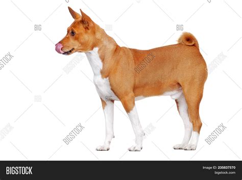 Basenji Dog Standing Image And Photo Free Trial Bigstock