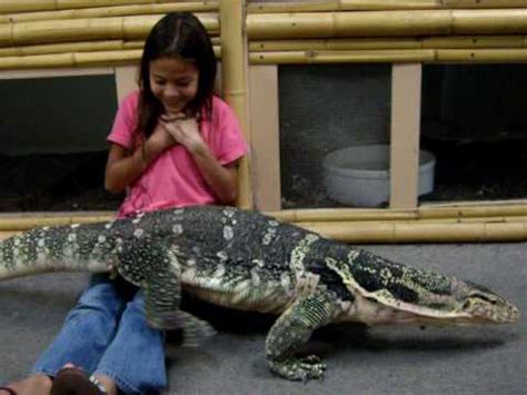 Manuel is a savannah monitor lizard who is just as cuddly has a puppy. Would you get a cute pet lizard? - Random - OneHallyu