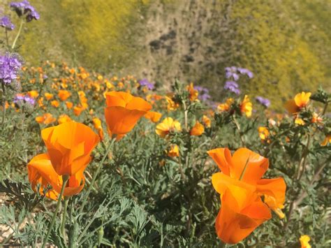 A Little More Rain Could Bring Another Wildflower Super Bloom To