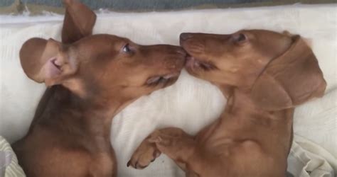 Dachshunds Give Each Other Kisses Before Bedtime