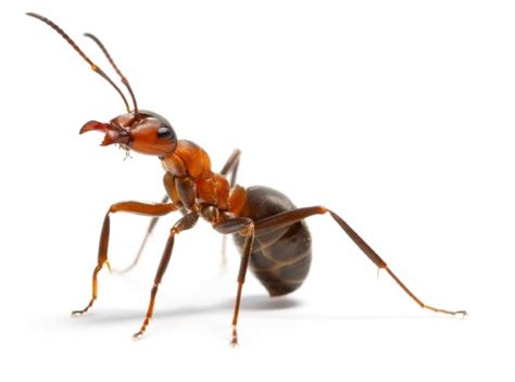 indian girl who had more than thousand ants lived inside her head and she was cluless fewya