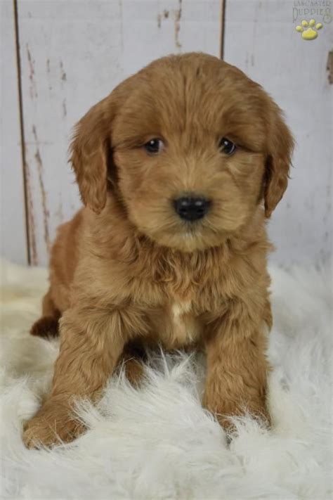 We are a top goldendoodle breeder in north carolina offering goldendoodle puppies for sale. Jake - Mini Goldendoodle Puppy for Sale in Fresno, OH ...