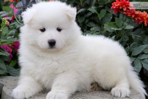 Choose state alabama arizona arkansas california colorado connecticut delaware georgia idaho illinois indiana iowa kentucky louisiana maryland. Samoyed Puppies For Sale - petfinder