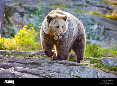 Big Adult Brown Bear In The Sunset Stock Photo Alamy