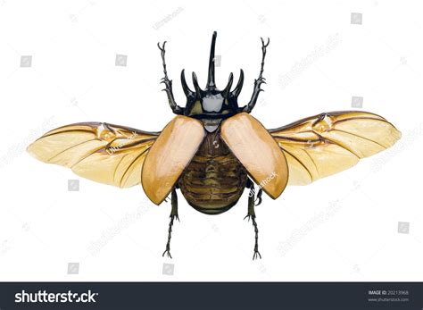 Hercules are noteworthy in that they change color with varying humidity levels. Top View Rhinoceros Beetle Wings Spread Stock Photo 20213968 - Shutterstock
