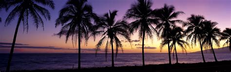 Silhouette Of Coconut Trees Beach Landscape Sunset Sunrise Hd