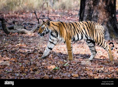 Two Year Old Wild Bengal Tiger Panthera Tigris Tigris Walking In