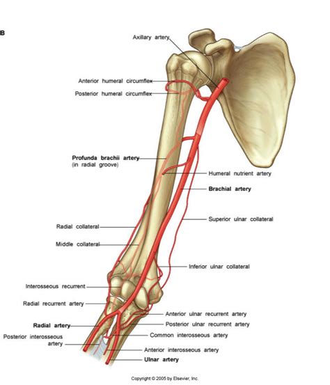 Profundabrachii Medical Anatomy Skeletal System Anatomy Brachial