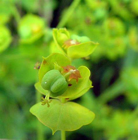 Euphorbia Esula Leafy Spurge Go Botany