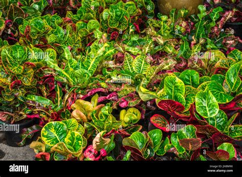 Garden Croton Of Beautiful Colorful Leaves Stock Photo Alamy