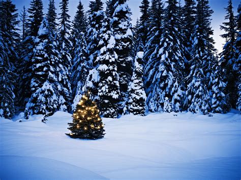 The 3 Best Places To Buy Christmas Trees Online