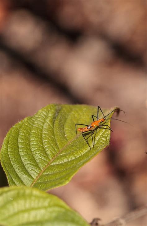orange adult milkweed assassin bug zelus longipes linnaeus stock image image of longipes