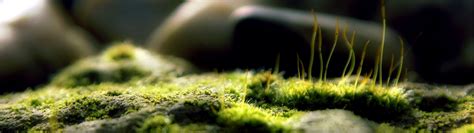 Wallpaper Sunlight Depth Of Field Nature Moss Green Multiple