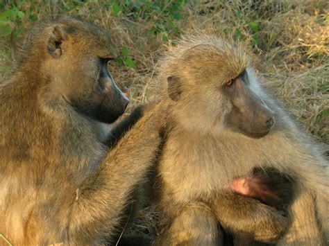 It Pays To Be A Nice Baboon Live Science