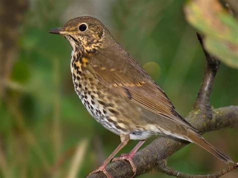 Mistle Thrush Or Song Thrush How To Tell The Difference Bird Fact