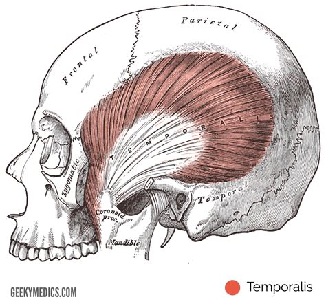 Muscles Of Mastication Anatomy Of The Head Geeky Medics