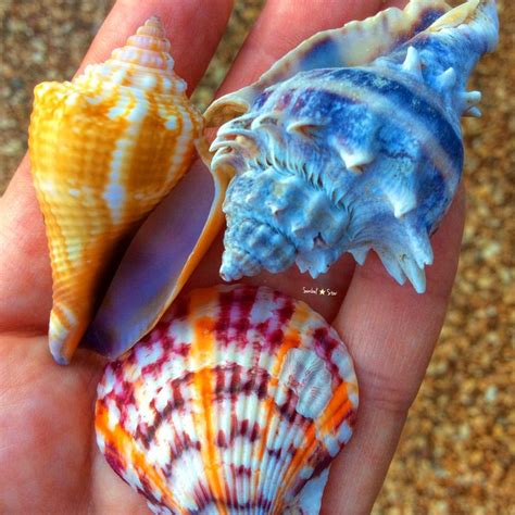 Sanibel Seashells Sanibelstar Islandgirl Seashells