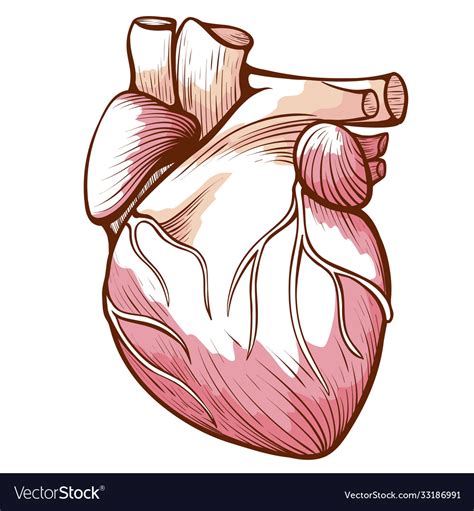 Heart With Blood Vessels Arteries Veins Royalty Free Vector