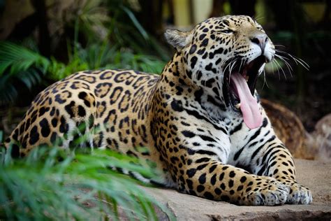 Jaguar Rainforest Animals Wild Cats Animal Planet