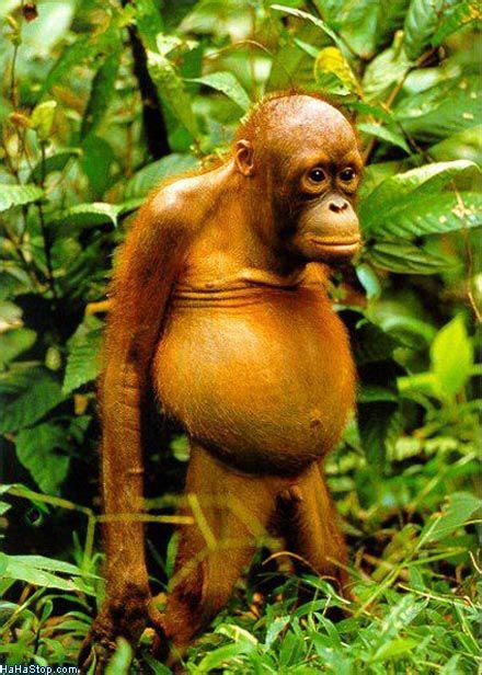 An Orangutan Standing In The Middle Of A Jungle With Text That Reads When You See Someone You