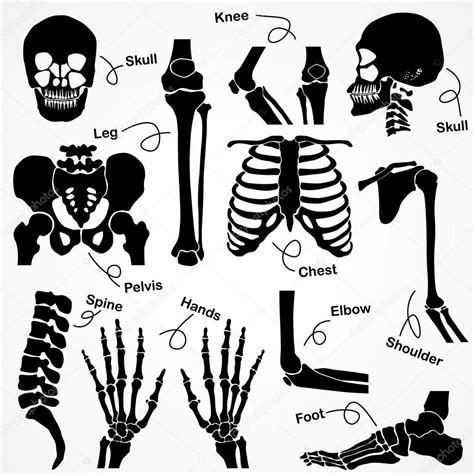 Collection Human Skeleton Stock Vector Image By ©stockdevil666 62367111