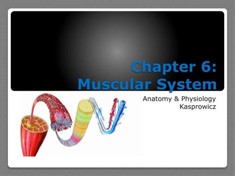 Ppt Chapter 6 Muscular System Powerpoint Presentation Free Download