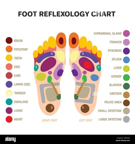 Foot Reflexology Chart Points How To Benefits And Risks 49 Off