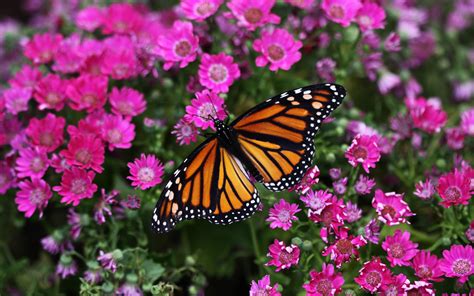 HD Butterfly Beauty