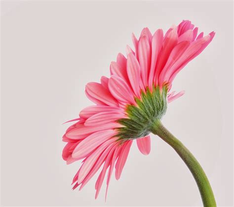 School Of Digital Photography Photographing Flowers On White Background
