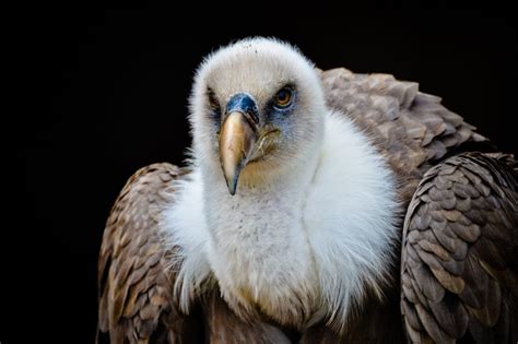 Download Vulture Bird Royalty Free Stock Photo And Image